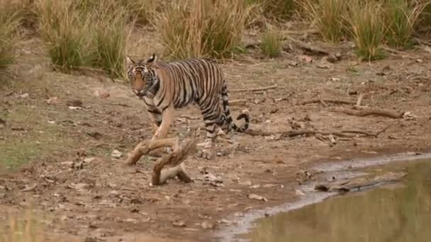 Cachorro Tigre Muy Joven Muy Alertado Caminando Bosque — Vídeo de stock