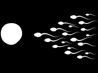 Ovum ve spermatozoon. gübreleme