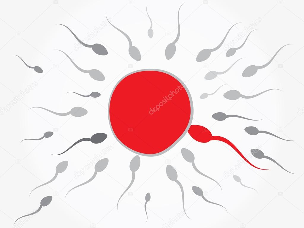 Ovum and spermatozoon. Fertilization
