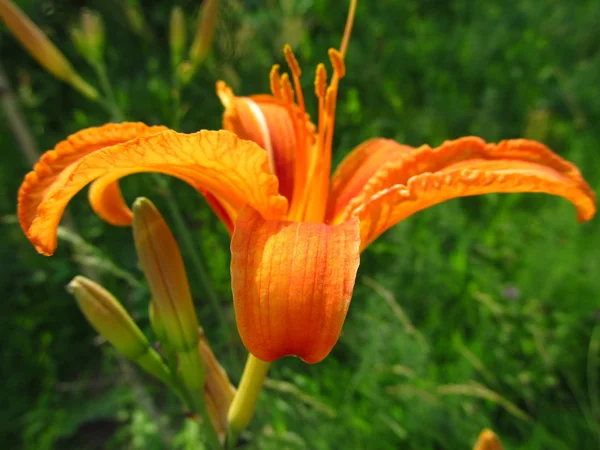 Orange lillies — Stock Photo, Image