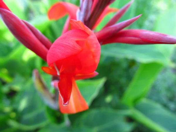 Hermosa flor rosa — Foto de Stock