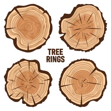 Yuvarlak ağaç gövdesi kesikleri, çam ağacı veya meşe dilimleri, kereste. Kesilmiş kereste, ahşap. Kahverengi ahşap desenli ve ağaç halkalı. El çizimi eskiz. Vektör illüstrasyonu