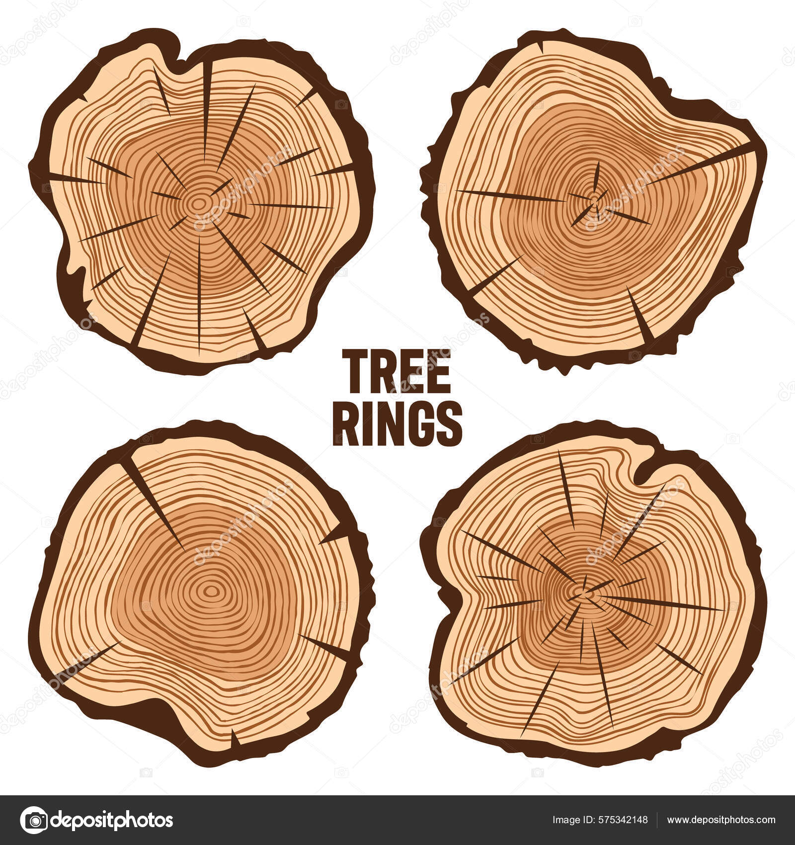 Vector tree rings. Saw Cut Tree Trunk. Vector illustration. Stock Vector |  Adobe Stock