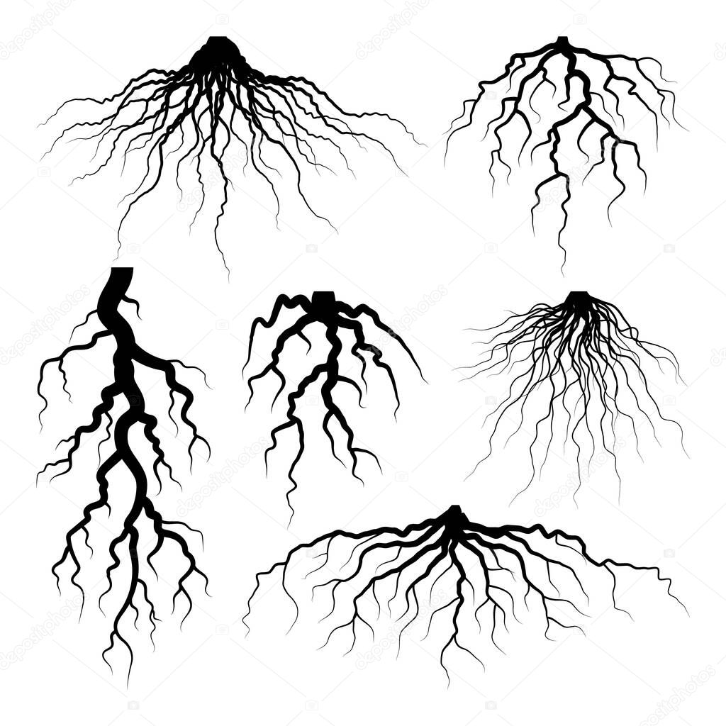 Various realistic tree or shrub roots. Parts of plant, root system with tree stump. Dendrology, study of woody plants. Sketch drawing. Vector illustration.