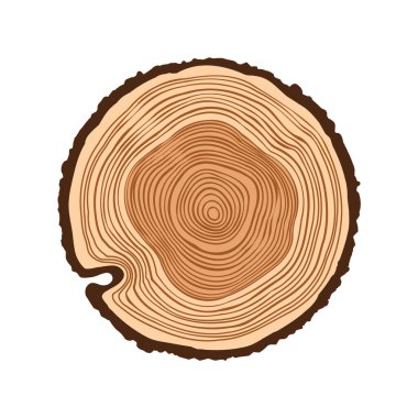 Yuvarlak ağaç gövdesi, kesilmiş çam veya meşe ağacı dilimi. Kesilmiş kereste, ahşap. Kahverengi ahşap desenli ve ağaç halkalı. El çizimi eskiz. Vektör illüstrasyonu.