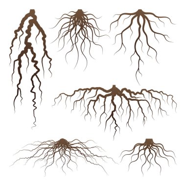 Çeşitli kahverengi ağaçlar ya da çalıların kökleri. Bitki parçaları, ağaç gövdeli kök sistemi. Dendroloji, ahşap bitkiler üzerine çalışma. Çizim çizimi. Vektör illüstrasyonu.