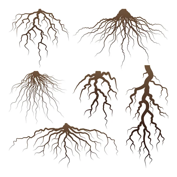 Varios Árboles Marrones Raíces Arbustos Partes Planta Sistema Raíces Con — Vector de stock