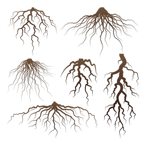 Различные коричневые или кустарниковые корни. Части растения, корневая система с пнем. Дендрология, изучение древесных растений. Рисунок. Векторная иллюстрация.