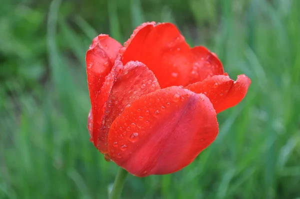 Tulip — Stock Photo, Image