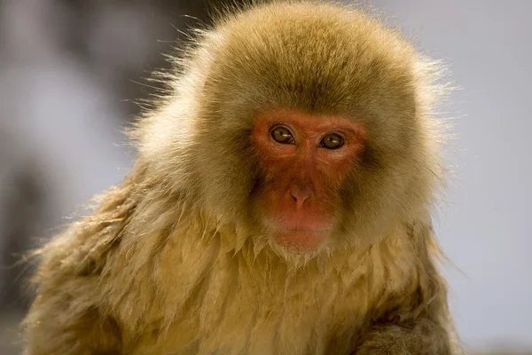 Retrato de un mono de nieve — Foto de Stock