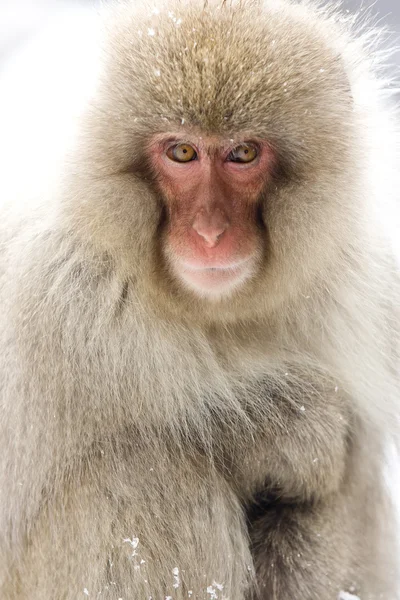 Retrato de un mono de nieve —  Fotos de Stock