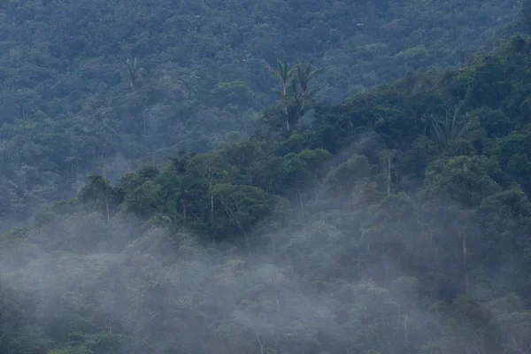 Nebbia in movimento attraverso la foresta nuvolosa — Foto Stock