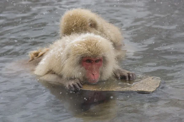 Snow monkeys grooming in hot spring — Stock Photo, Image