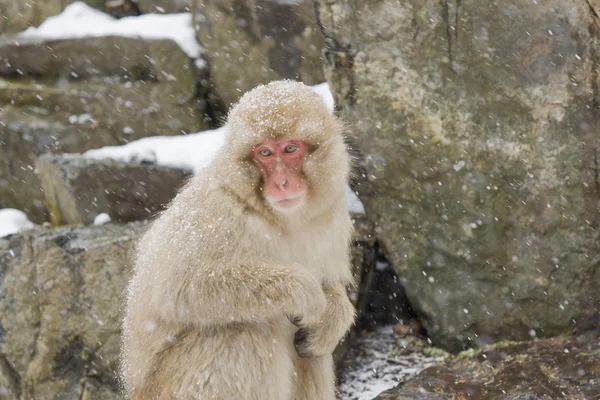 Portrait of a snow monkey — Stock Photo, Image