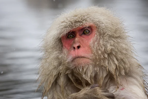 Portrait of a snow monkey — Stock Photo, Image