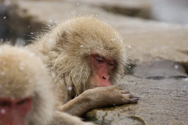 Snow Monkey in hot spring — Stock Photo, Image