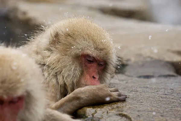 Snow Monkey in hot spring — Stock Photo, Image