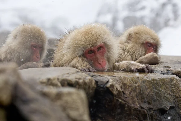 Sad Snow Monkey — Stock Photo, Image