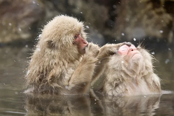 Macacos de neve grooming na primavera quente — Fotografia de Stock