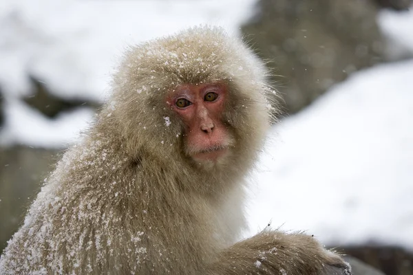 Portrait of a snow monkey — Stock Photo, Image