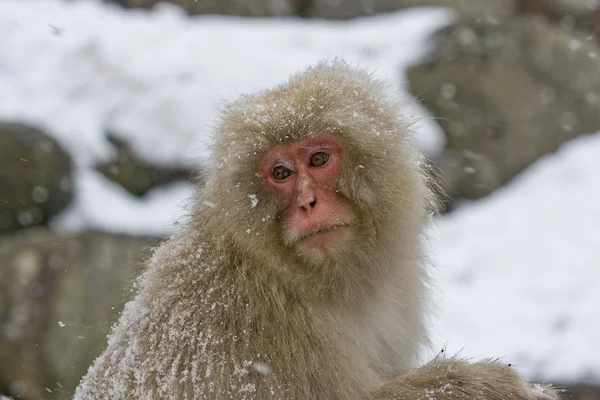 Portrait of a snow monkey — Stock Photo, Image