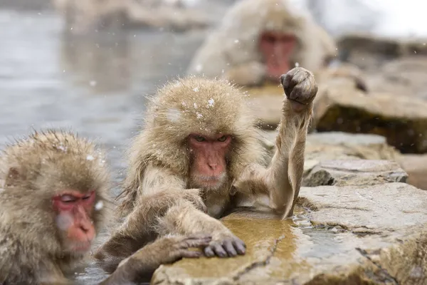 Angry Snow Monkey — Stock Photo, Image