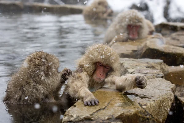 Snow monkeys grooming in hot spring — Stock Photo, Image