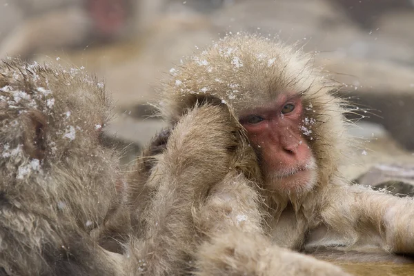 Sneeuw apen verzorgen in hete lente — Stockfoto