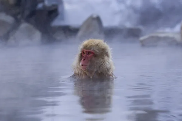 Singe des neiges dans la source chaude — Photo