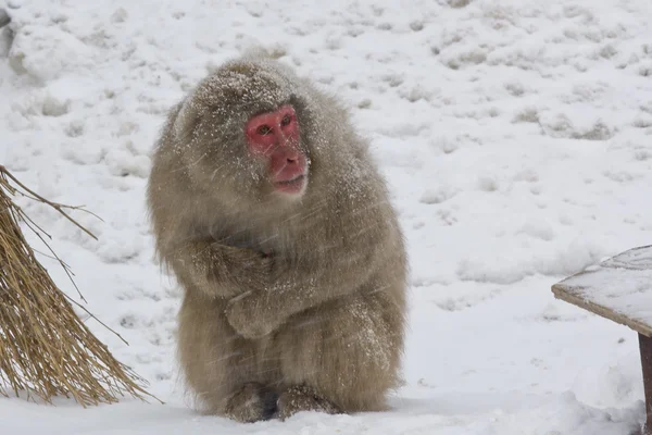 Koude sneeuw aap — Stockfoto