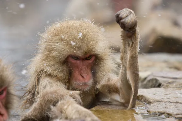 Angry Snow Monkey — Stock Photo, Image