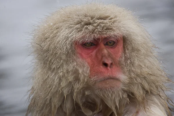 Retrato de un mono de nieve Imagen de stock