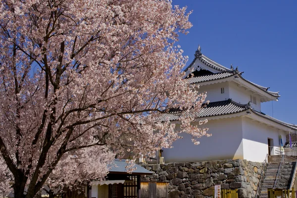 Japon kiraz çiçekleri