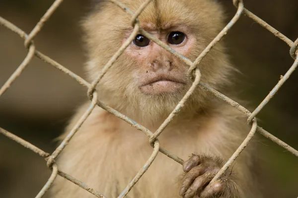 在栅栏后面的猴子 — 图库照片