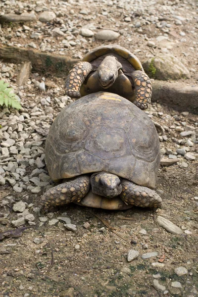 Tortoise Copulating