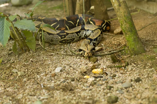 Boa Constrictor en plantas Fotos de stock libres de derechos