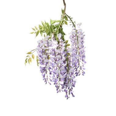 Branch of Wisteria Tree clipart