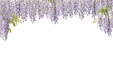 Wisteria Flower Curtains clipart