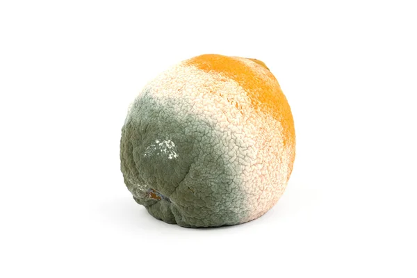 Moldy Rotten Orange — Stock Photo, Image