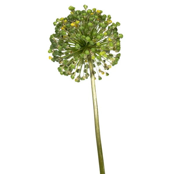 Vitlök-liknande blomma — Stockfoto