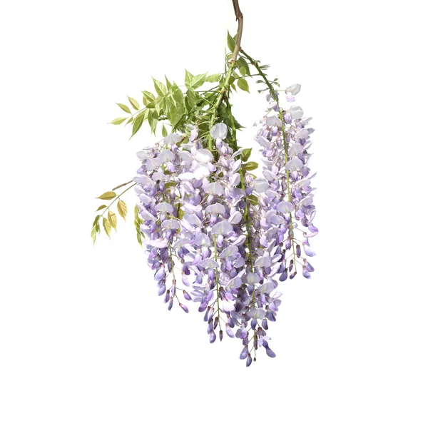 Ramo da Árvore da Wisteria — Fotografia de Stock