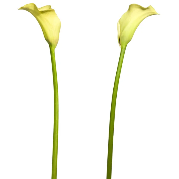 Żółty calla lily — Zdjęcie stockowe