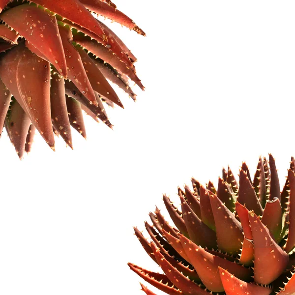 Piante succulente rosse — Foto Stock