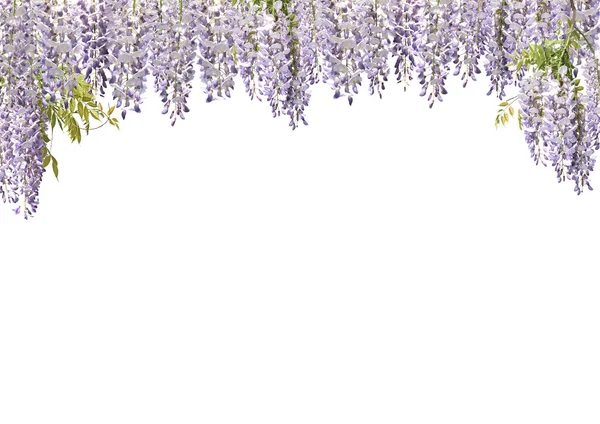 Wistárie květinové závěsy — Stock fotografie