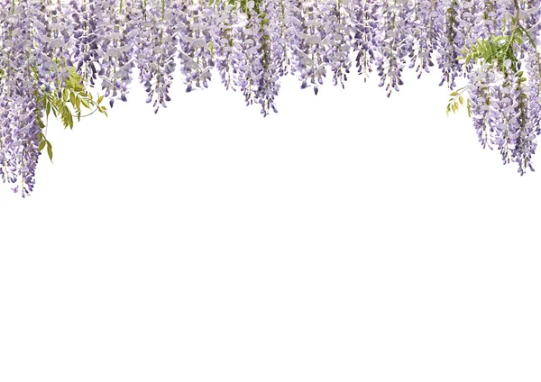Wisteria çiçek perdeler