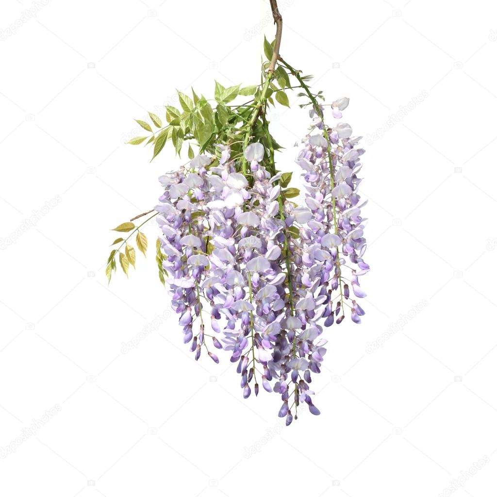 Branch of Wisteria Tree
