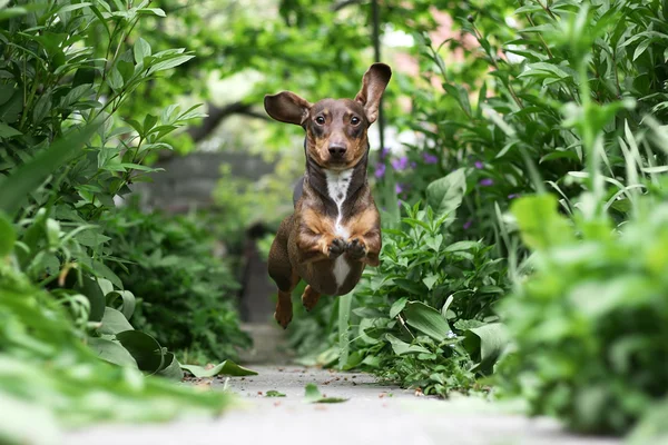 Laufdackel — Stockfoto