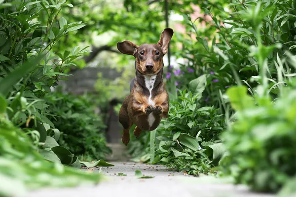 Τρέχοντας είδος γερμανικού κυνηγετικού σκύλου Royalty Free Εικόνες Αρχείου