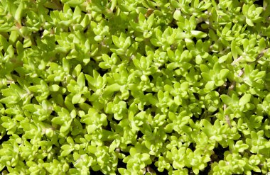 yoğun doğal arka plan