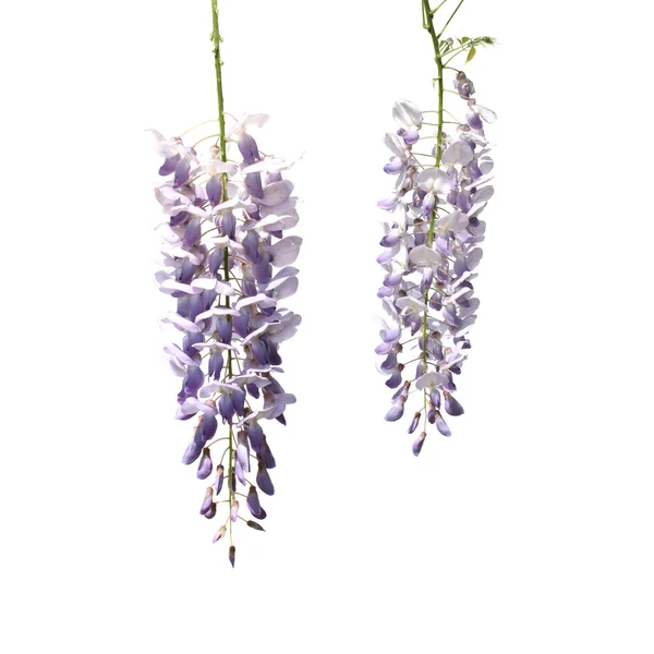 Два цветка вистерии — стоковое фото